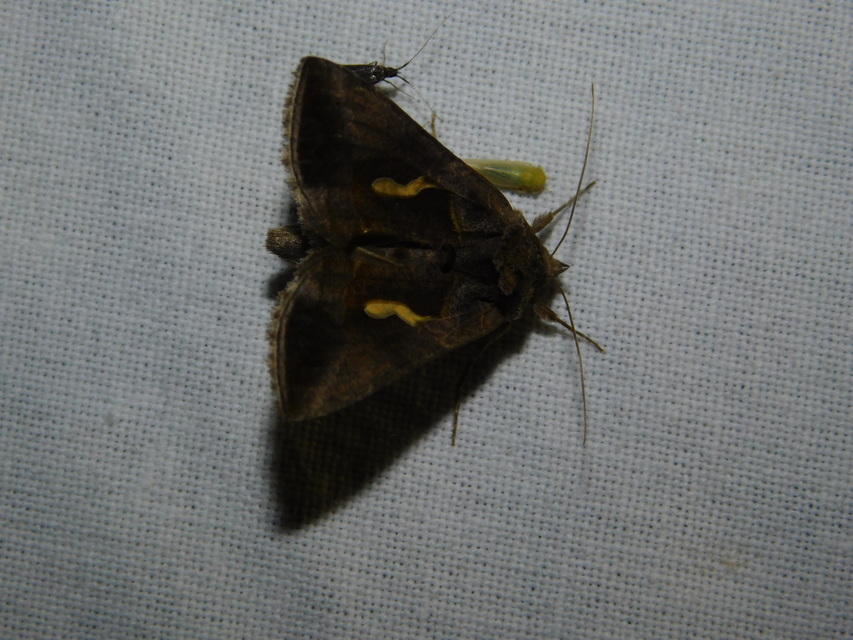 Macdunnoughia confusa - cseppfoltos ezüstbagoly
