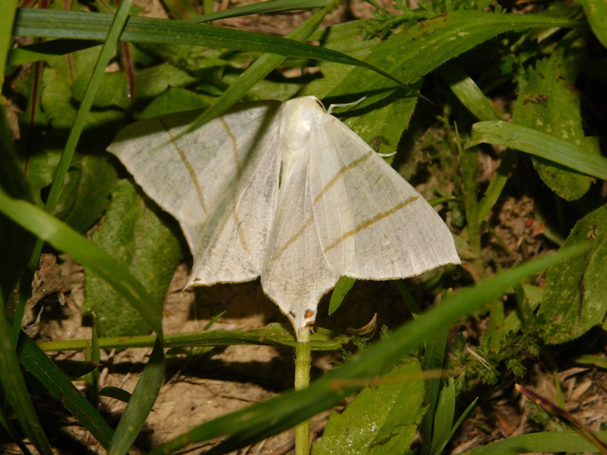 Ourapteryx sambucaria - fecskefarkú araszoló