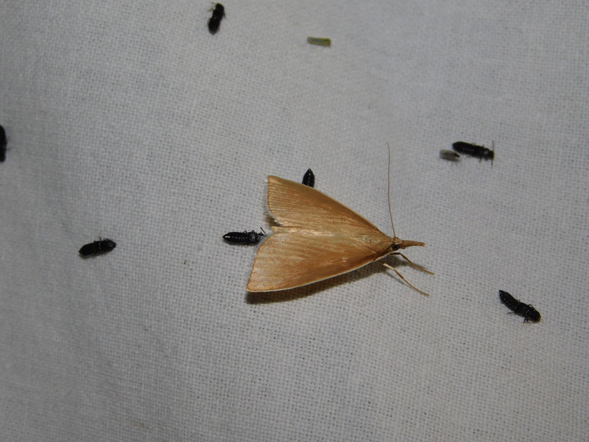 Sclerocona acutellus - hegyesszárnyú tűzmoly