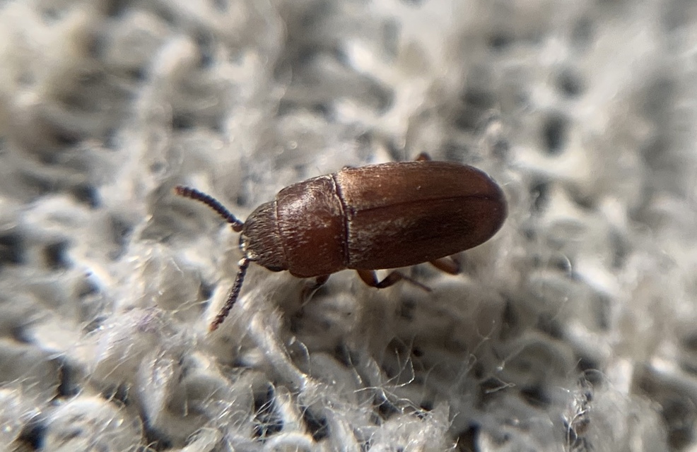 Antherophagus silaceus