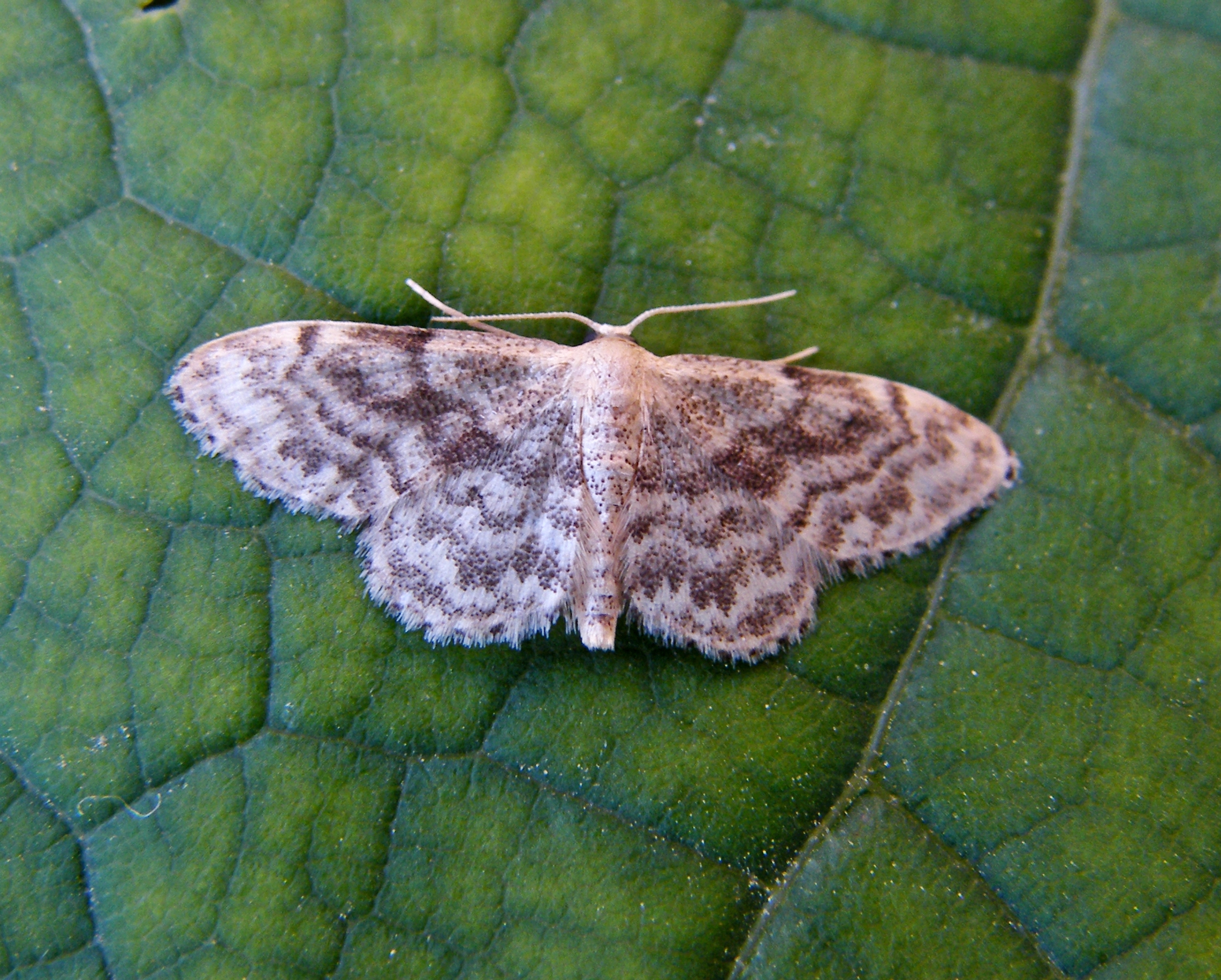 Idaea inquinata - mintás apróaraszoló