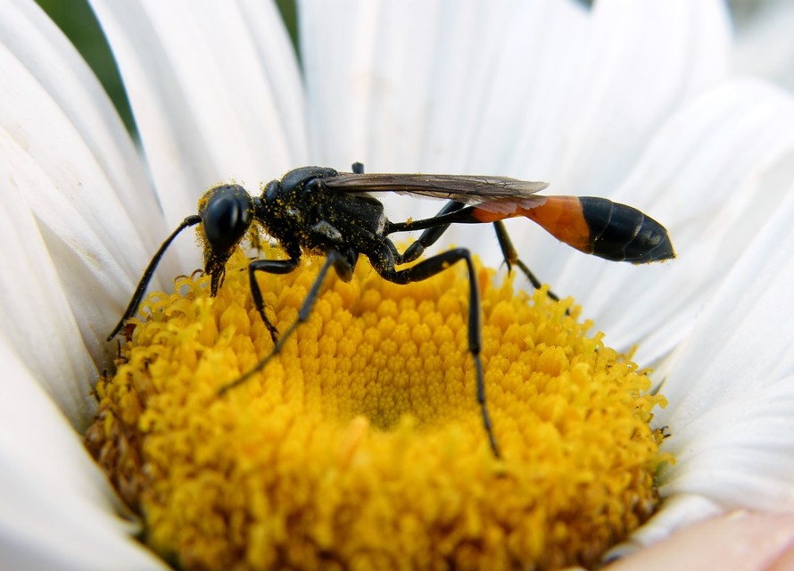 Ammophila