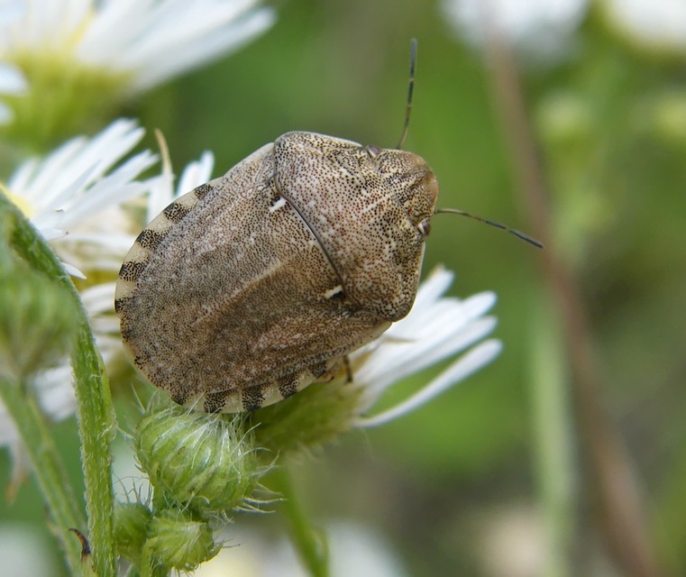 Eurygaster