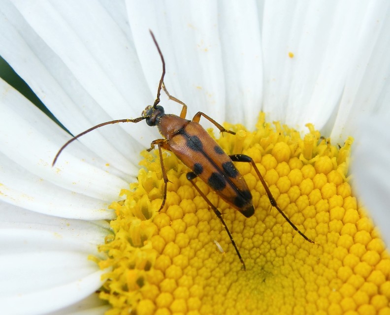 Stenurella septempunctata - hétpettyes karcsúcincér