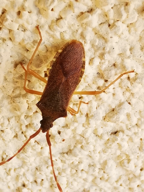 Gonocerus acuteangulatus - aranypetés karimáspoloska