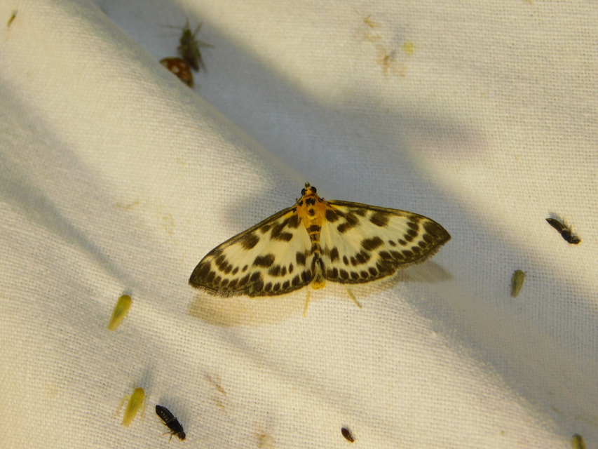 Anania hortulata - tarka csalánmoly
