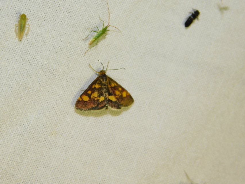 Pyrausta aurata - aranyló bíbormoly