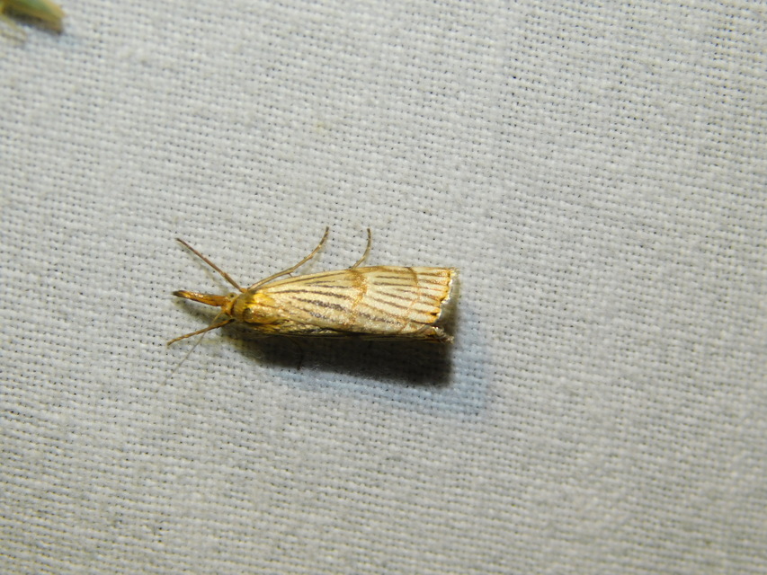 Chrysocrambus linetella - déli fűgyökérmoly
