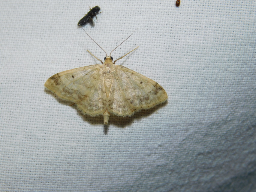 Idaea biselata - mocsári sávosaraszoló