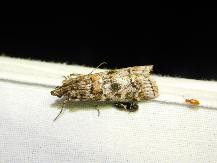 Dioryctria sylvestrella - tobozrágó karcsúmoly