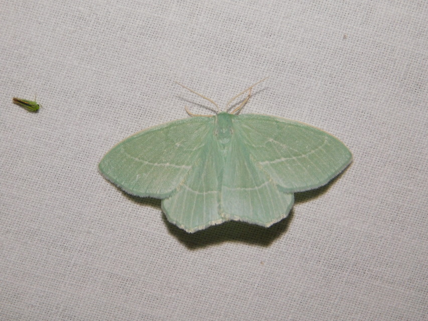 Hemistola chrysoprasaria - kékes zöldaraszoló