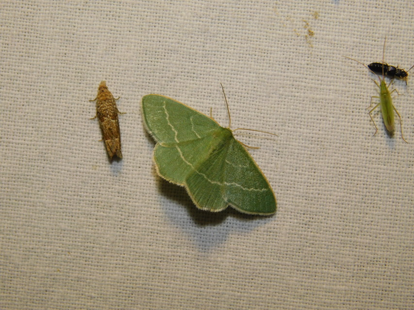 Chlorissa viridata - üdezöld araszoló