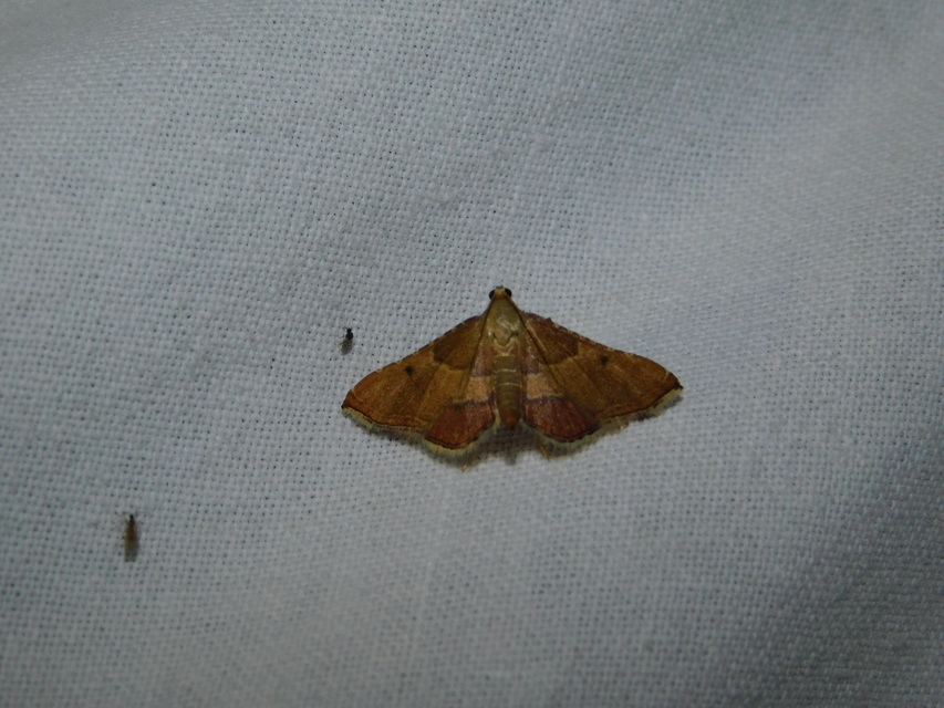 Endotricha flammealis - tüzesszárnyú fényilonca