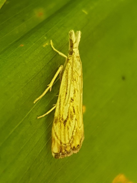 Catoptria falsella - hálós fűgyökérmoly