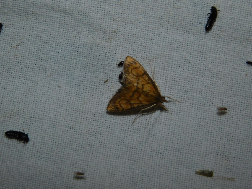 Ecpyrrhorrhoe rubiginalis - rozsdavörös tűzmoly