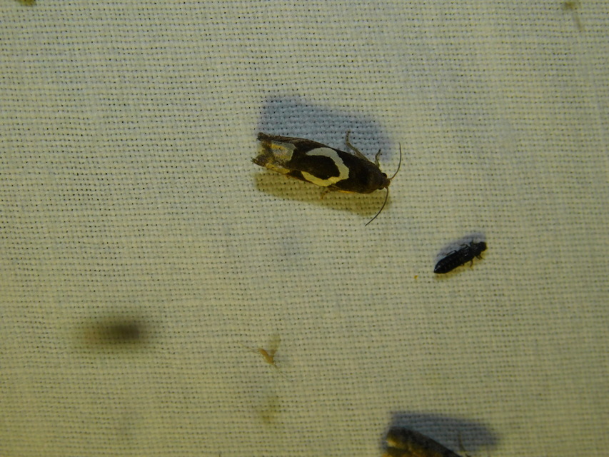 Epiblema foenella - kampósfoltú tükrösmoly