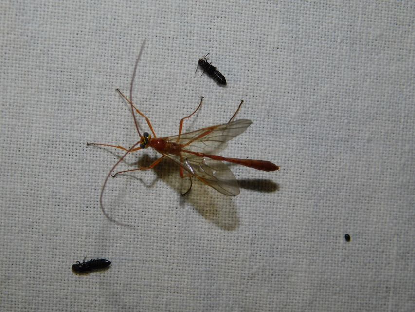 Enicospilus