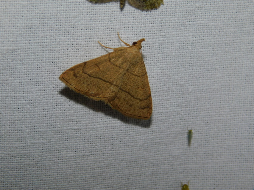 Paracolax tristalis - sárgás karcsúbagoly