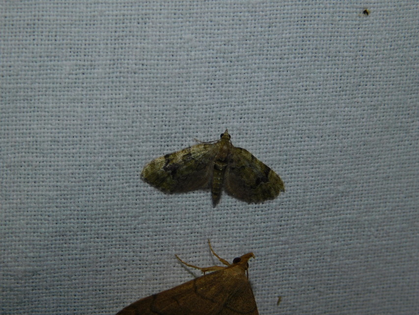 Chloroclystis v-ata - zöldes törpearaszoló
