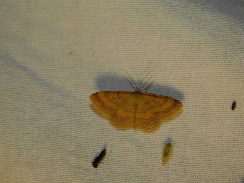 Scopula rubiginata - réti pirosaraszoló