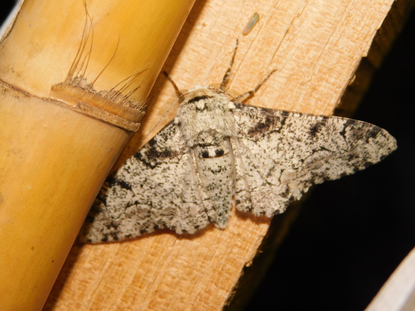 Biston betularia - szürkepettyes araszoló