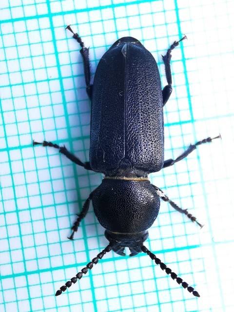Spondylis buprestoides - erdei félcincér