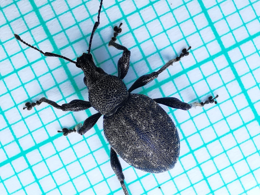 Otiorhynchus ligustici - vincellér-gyalogormányos