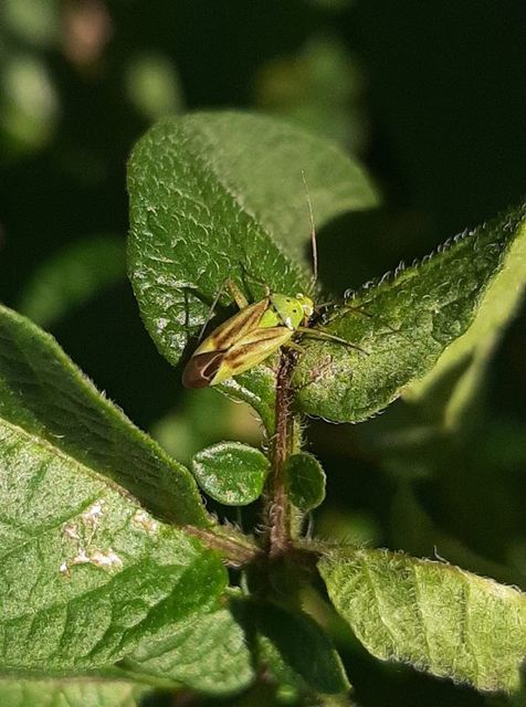 Closterotomus norwegicus - zöld mezeipoloska