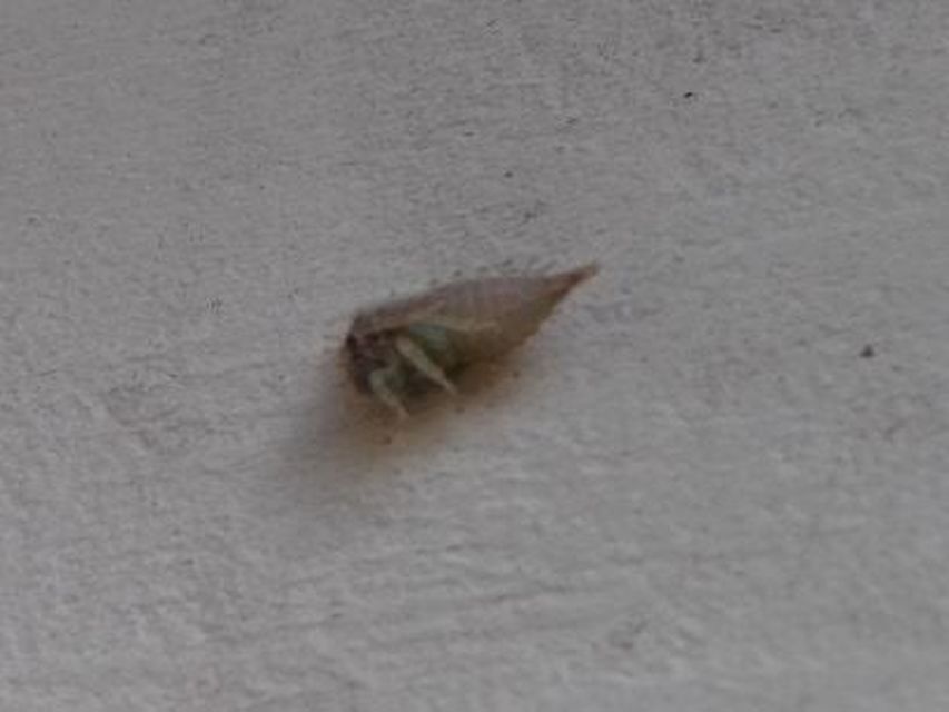 Membracidae - púposkabócák