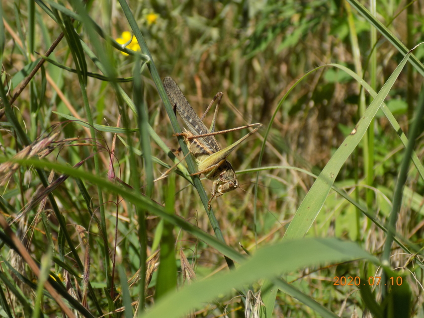 Platycleis affinis - púposhasú rétiszöcske