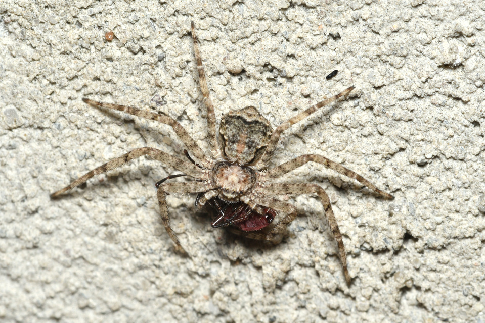 Philodromus poecilus - cifra karolópók