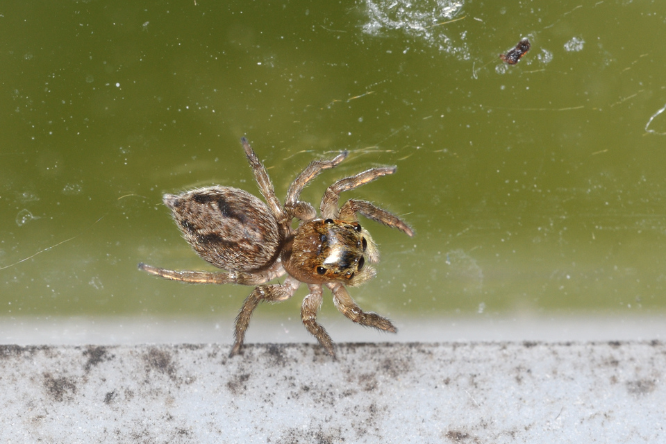 Pseudeuophrys