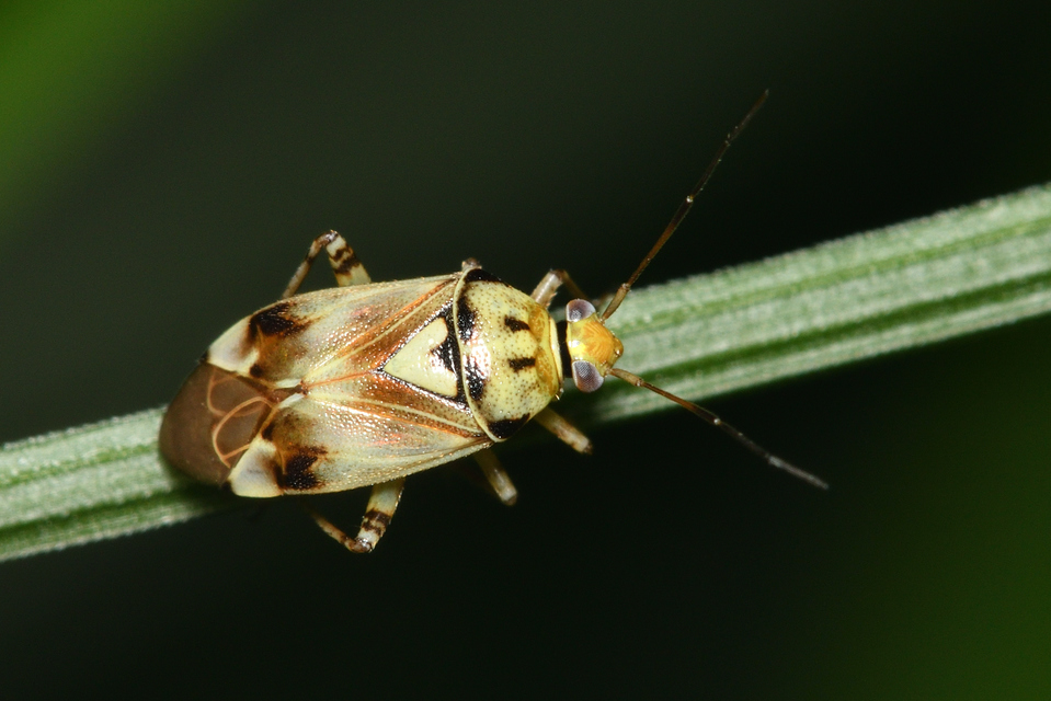 Lygus pratensis - változó mezeipoloska
