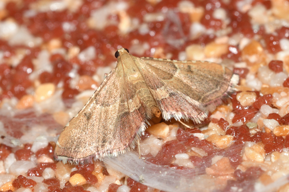 Endotricha flammealis - tüzesszárnyú fényilonca