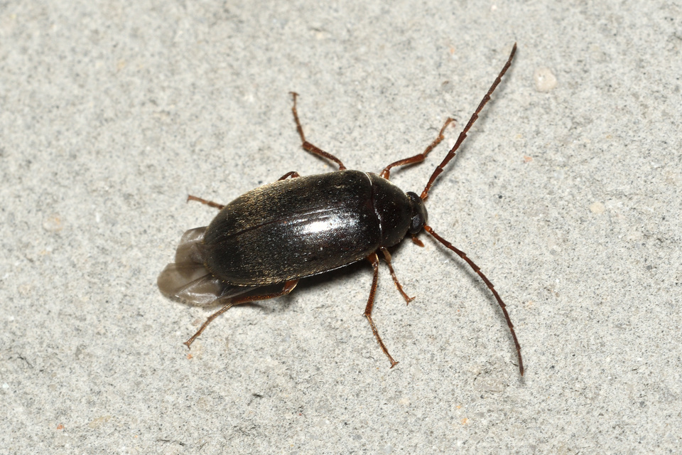 Hymenalia rufipes - rőtlábú alkonybogár
