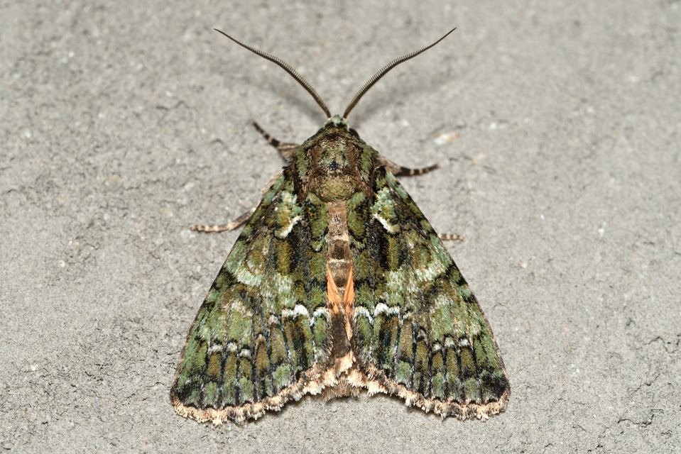 Polyphaenis sericata - selyemfényű erdeibagoly