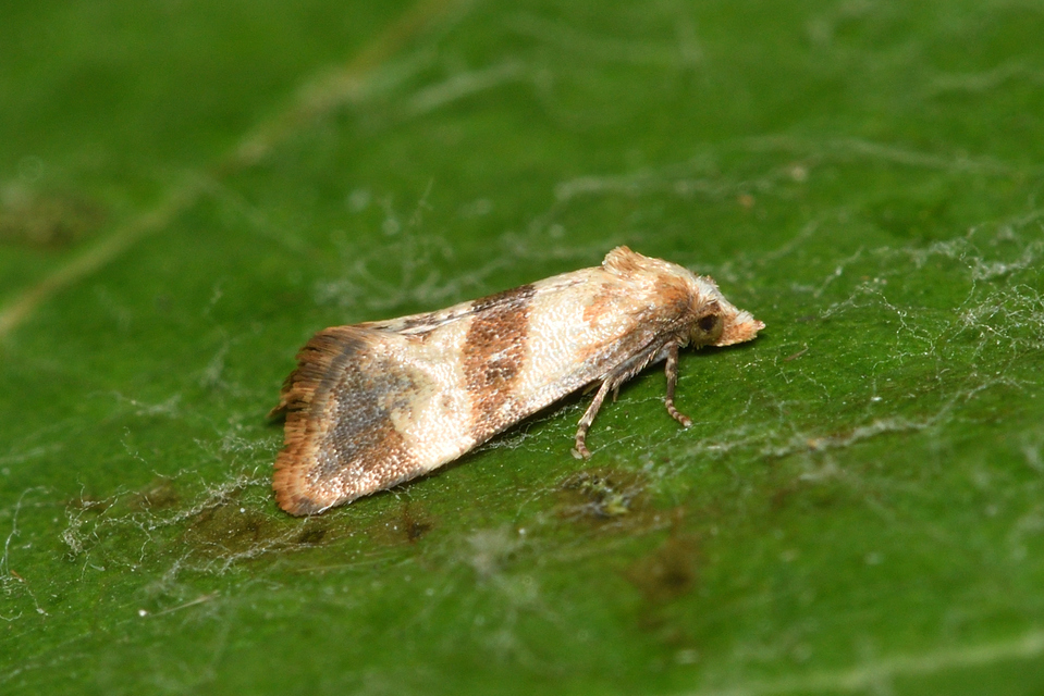 Phalonidia contractana - pipitér-fúrómoly