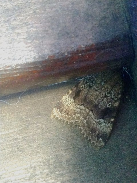 Amphipyra berbera/pyramidea