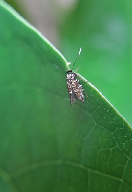 Pancalia leuwenhoekella - feketecsápú ibolyamoly