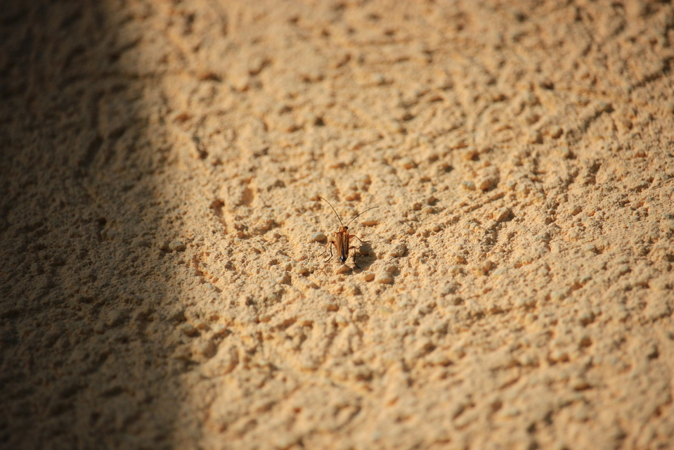Oedemera podagrariae - székfű-álcincér