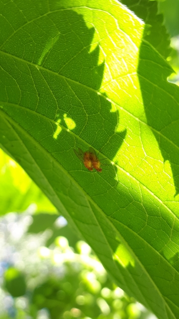 Homoneura