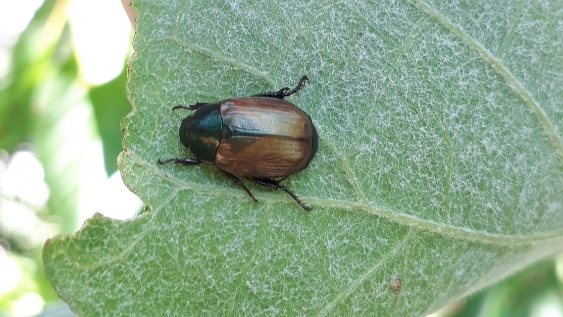 Anomala dubia - kis fináncbogár