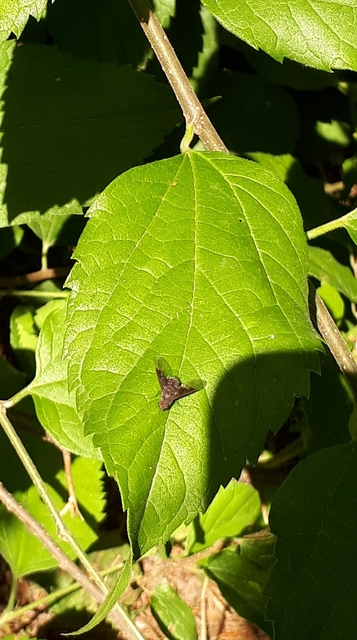 Anthrax trifasciatus