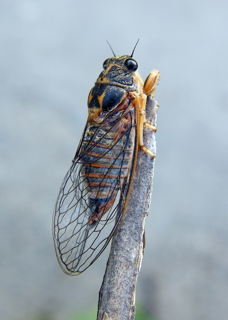 Cicadetta montana