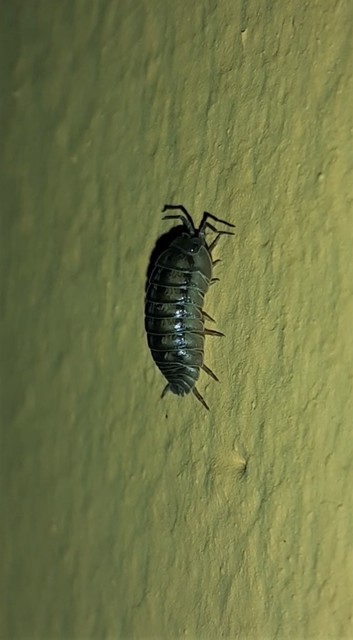 Armadillidium nasatum - üvegházi gömbászka