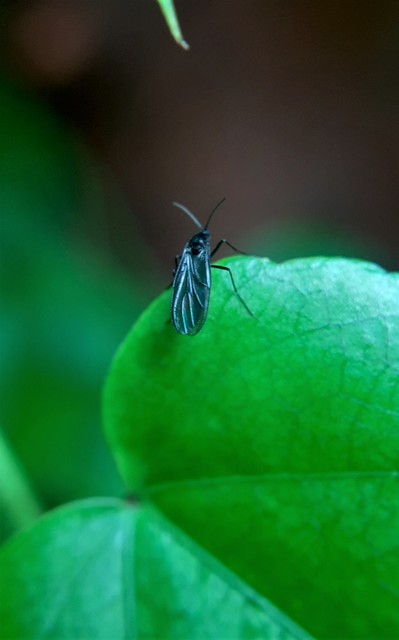Homoneura