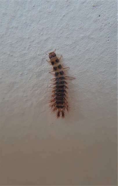 Drilus concolor - fekete csigabogár