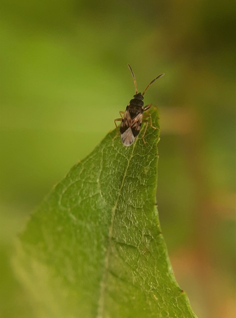 Scolopostethus