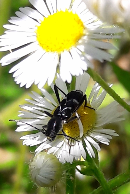Chlorophorus sartor - feketevállú darázscincér