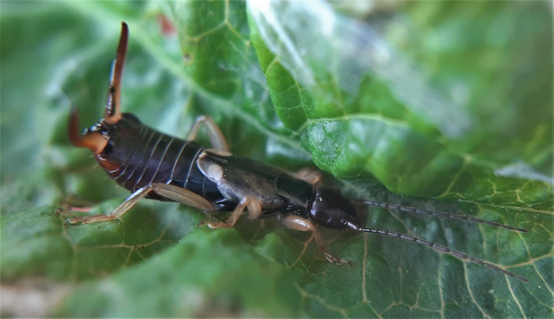 Forficula auricularia - közönséges fülbemászó